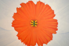 Load image into Gallery viewer, Narcissus Sur Le Bleu